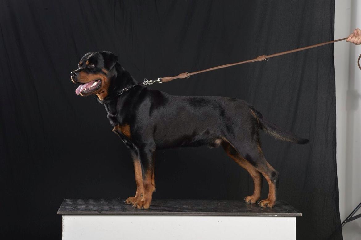 Rottweiler Future-Rotts Alfred billede 20