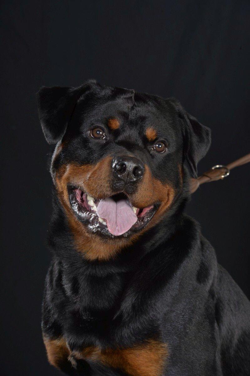 Rottweiler Future-Rotts Alfred billede 21