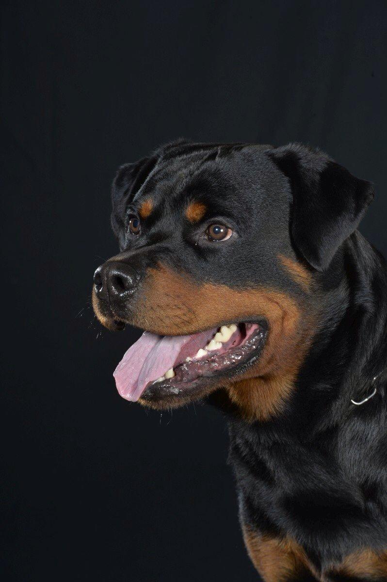 Rottweiler Future-Rotts Alfred billede 23