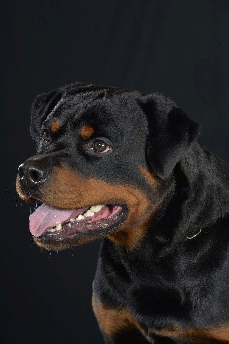 Rottweiler Future-Rotts Alfred billede 24