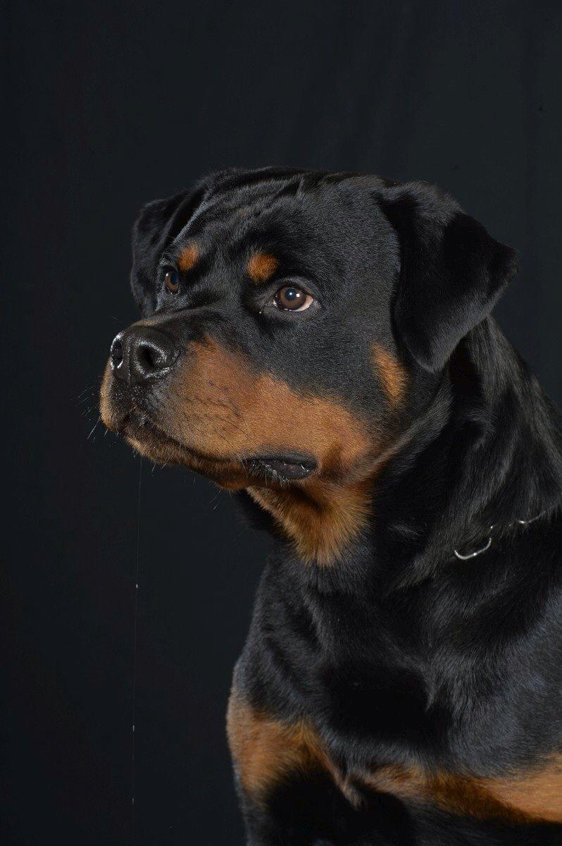 Rottweiler Future-Rotts Alfred billede 25