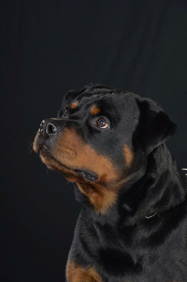 Rottweiler Future-Rotts Alfred billede 26