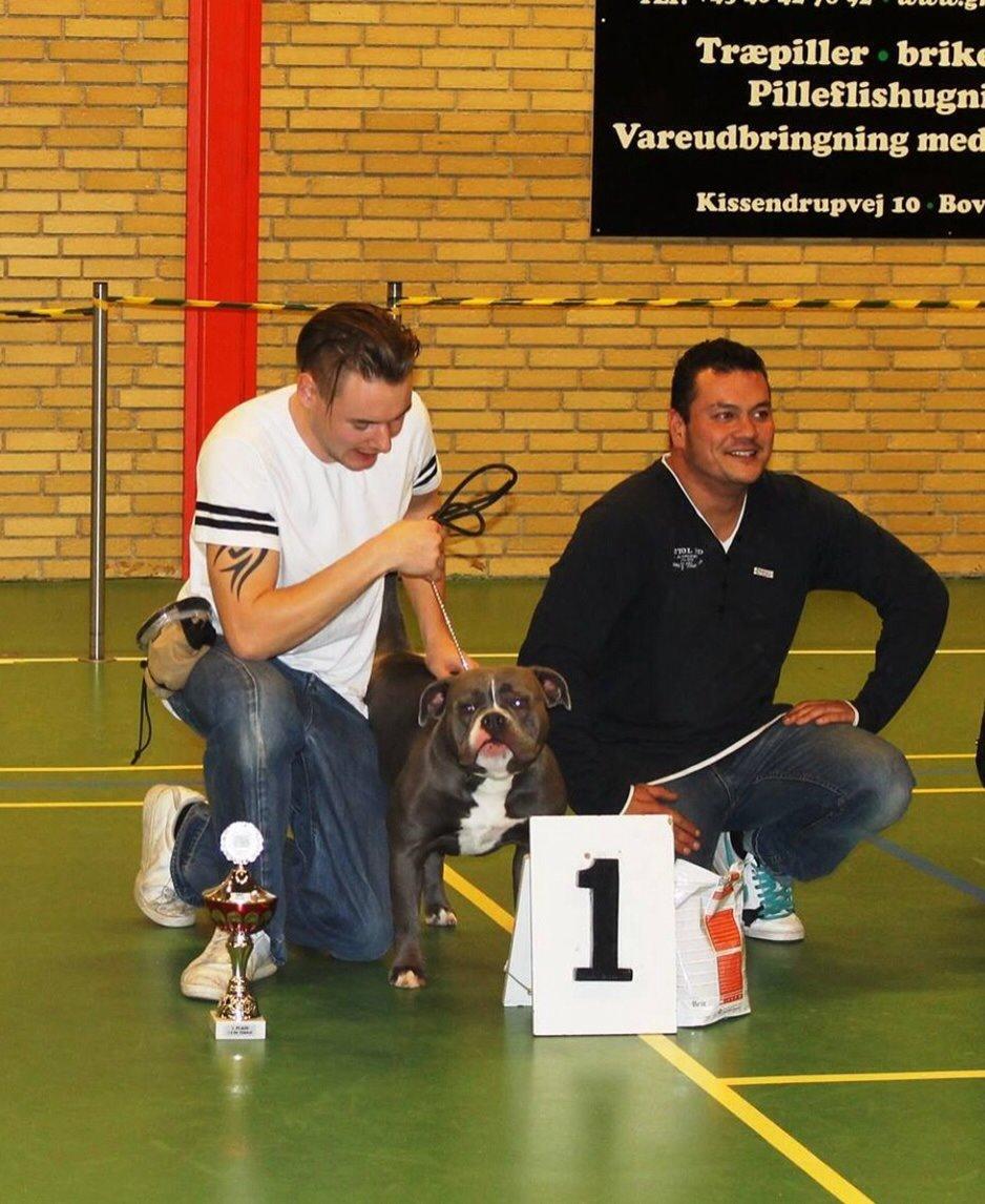 Olde english bulldogge GroovyBulls Marylin Monroe (Amiee) billede 25