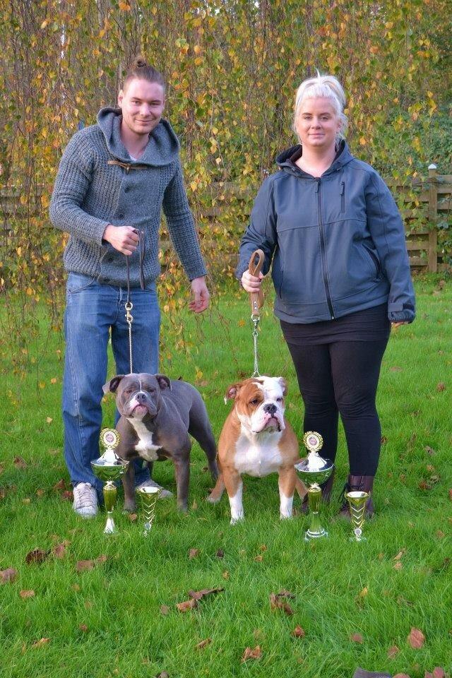 Olde english bulldogge GroovyBulls Marylin Monroe (Amiee) billede 26