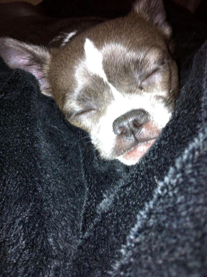 Chihuahua Mischa billede 2