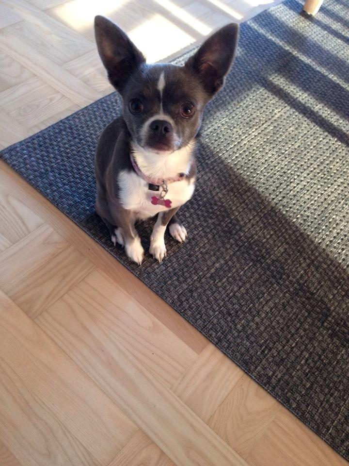 Chihuahua Mischa billede 1