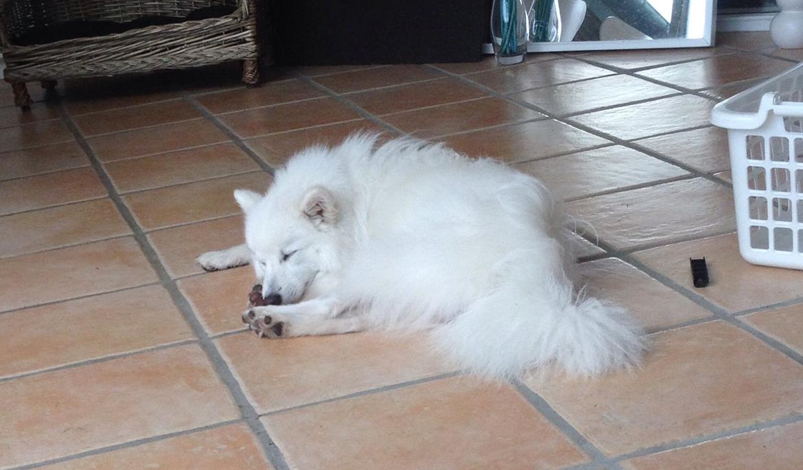 Japansk spids Kenzo billede 15