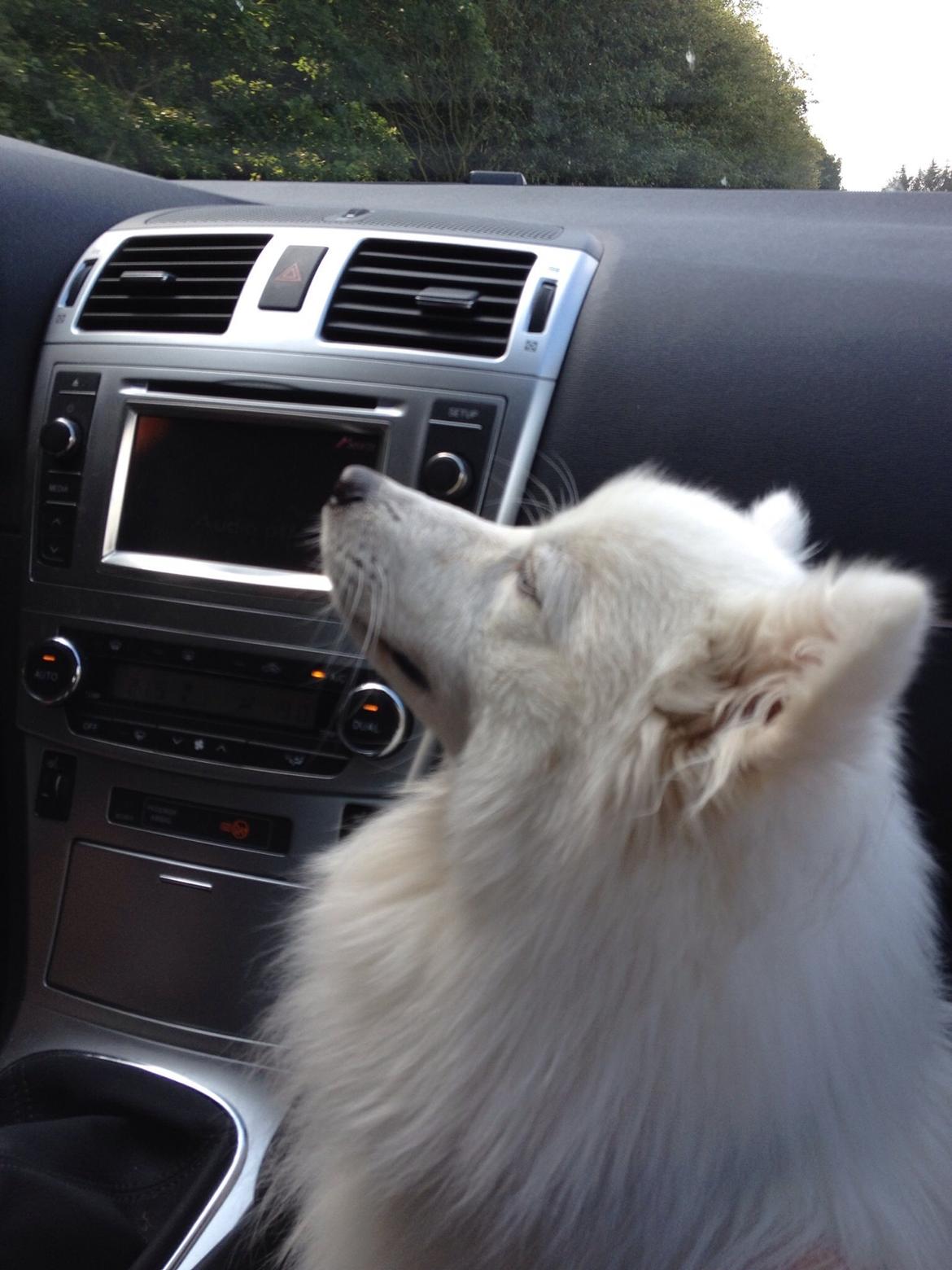 Japansk spids Kenzo billede 16