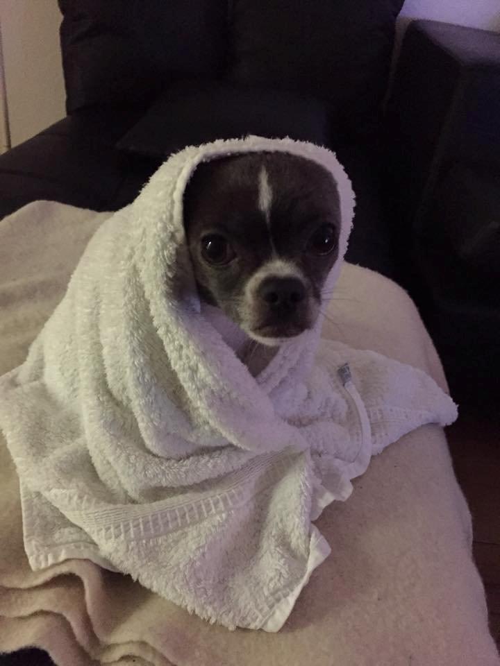 Chihuahua Mischa billede 3