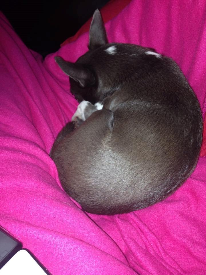 Chihuahua Mischa billede 5
