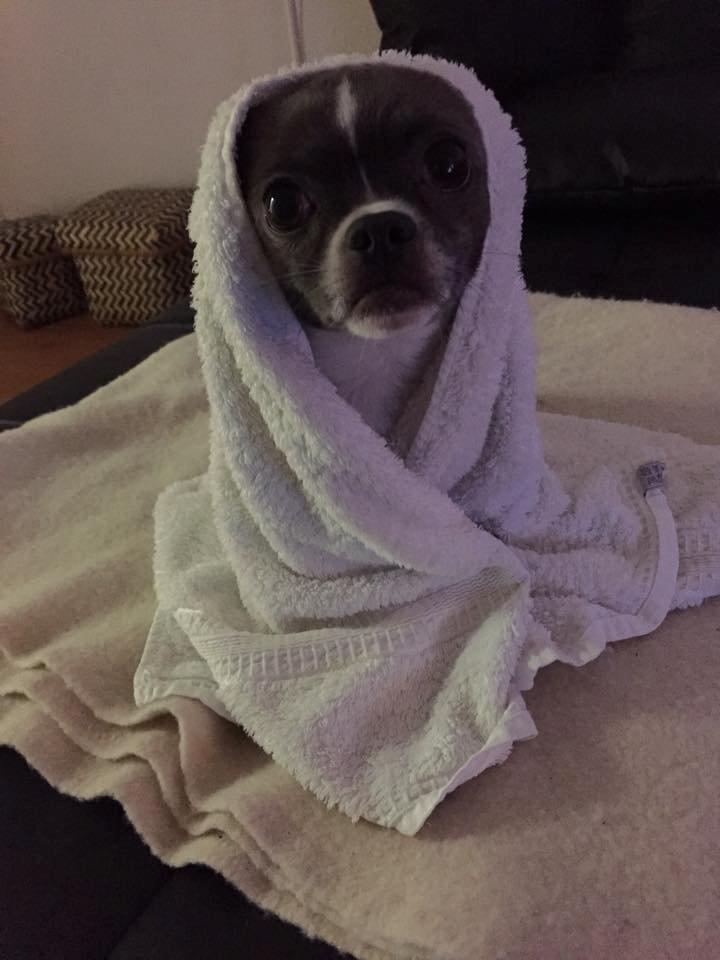Chihuahua Mischa billede 4