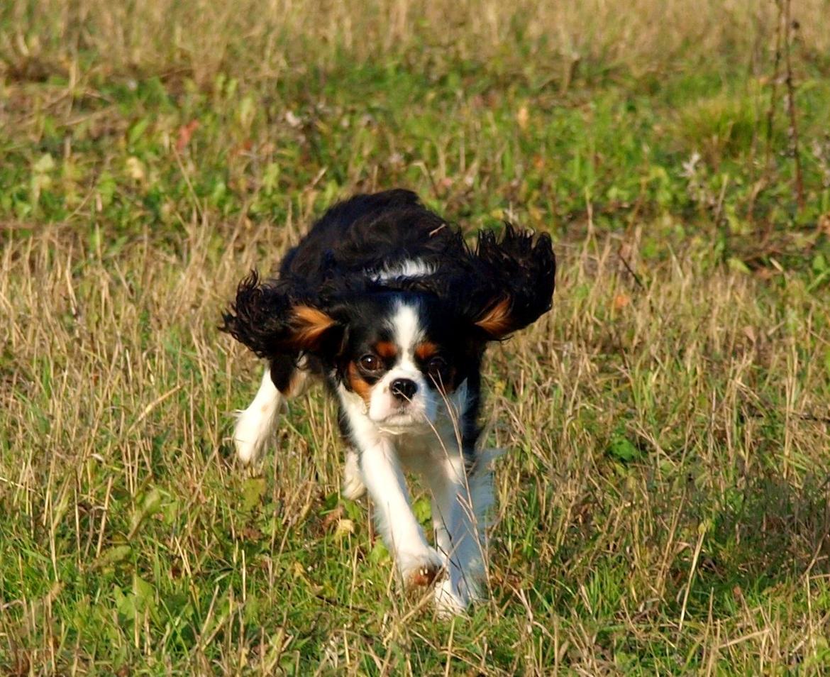 Cavalier king charles spaniel Aya - Her kommer jeg :D billede 10