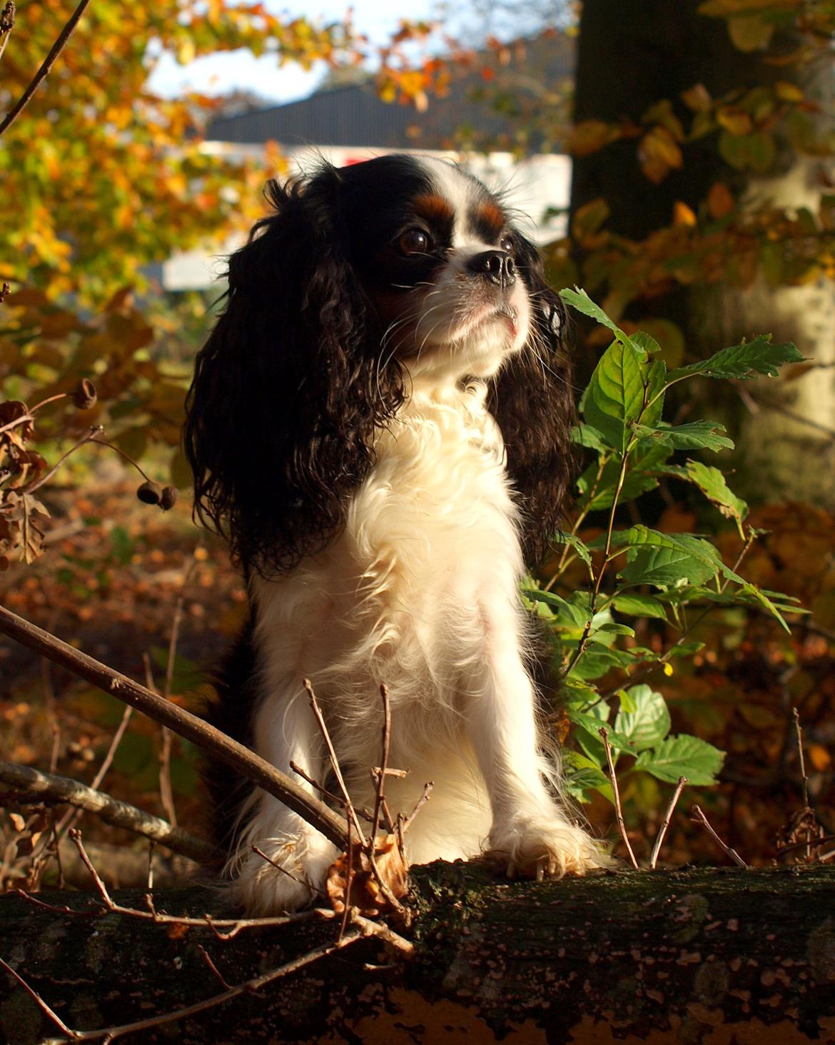 Cavalier king charles spaniel Aya - Smukke Aya 2½ år <3 billede 17