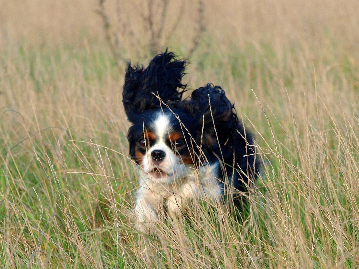 Cavalier king charles spaniel Aya - Aya monstret går til angreb ;) billede 16