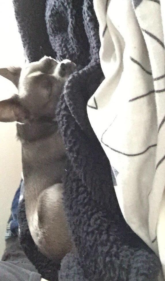 Chihuahua Mischa billede 6