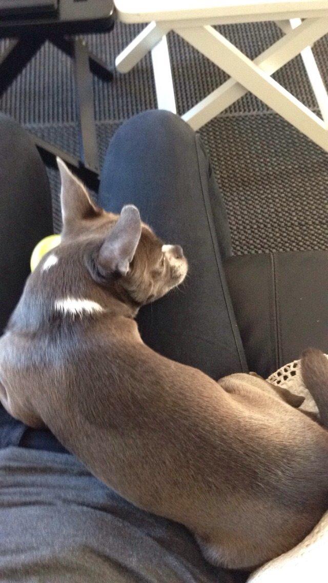 Chihuahua Mischa billede 7