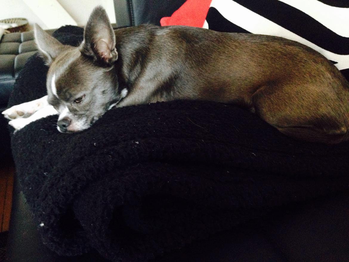 Chihuahua Mischa billede 8