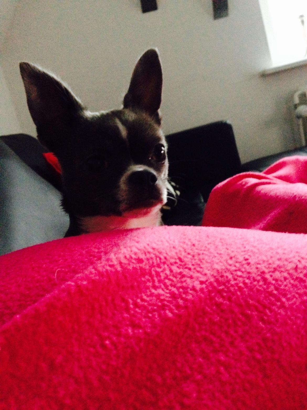 Chihuahua Mischa billede 9