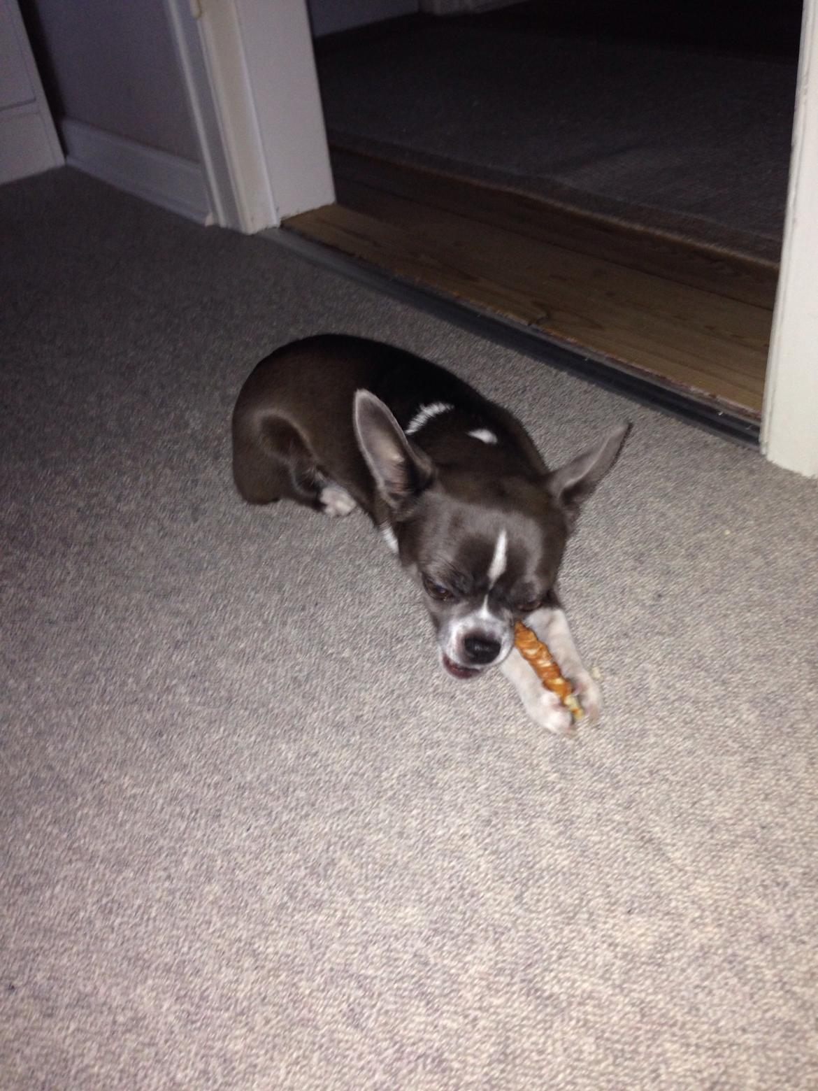 Chihuahua Mischa billede 10