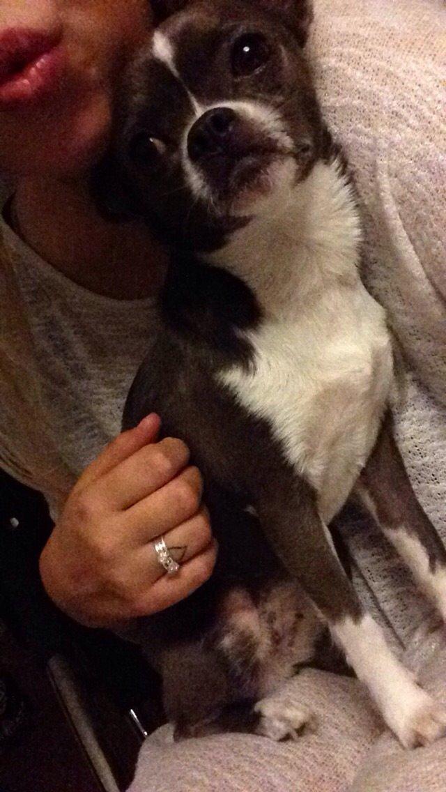 Chihuahua Mischa billede 11