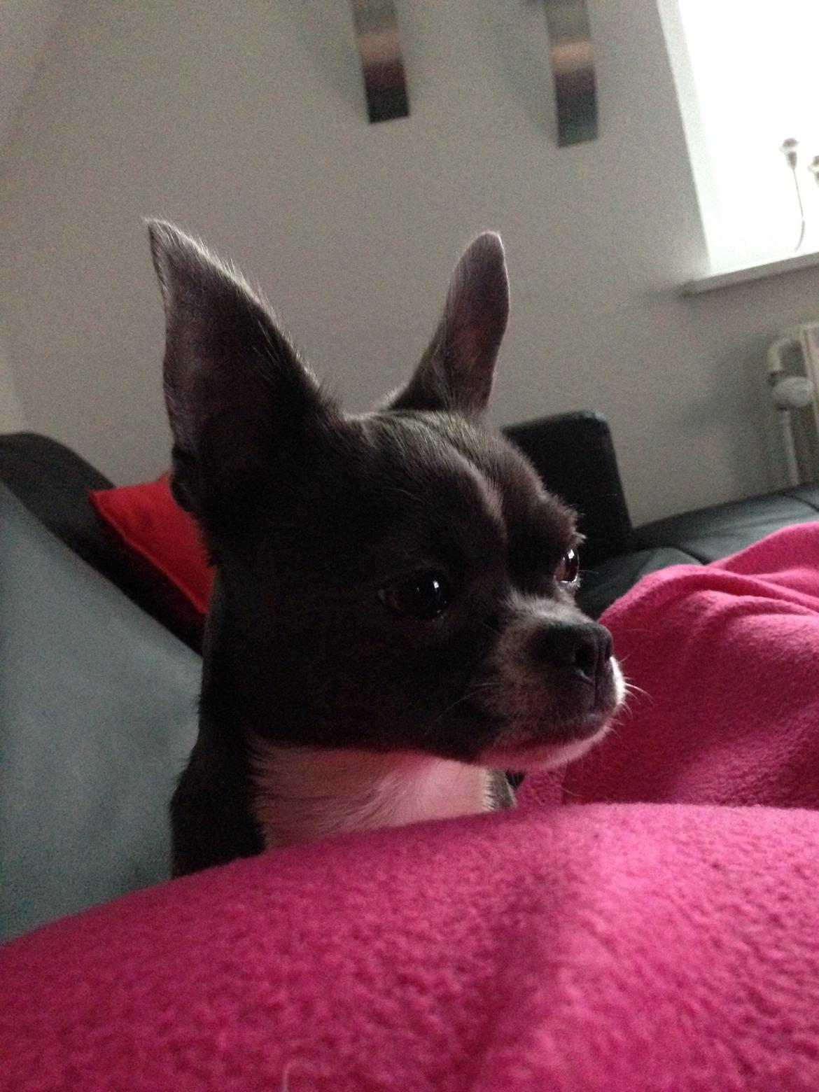 Chihuahua Mischa billede 12