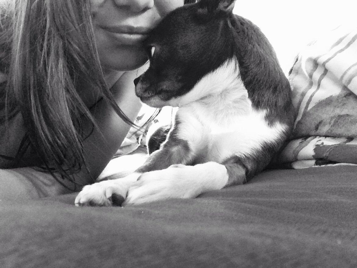 Chihuahua Mischa billede 13