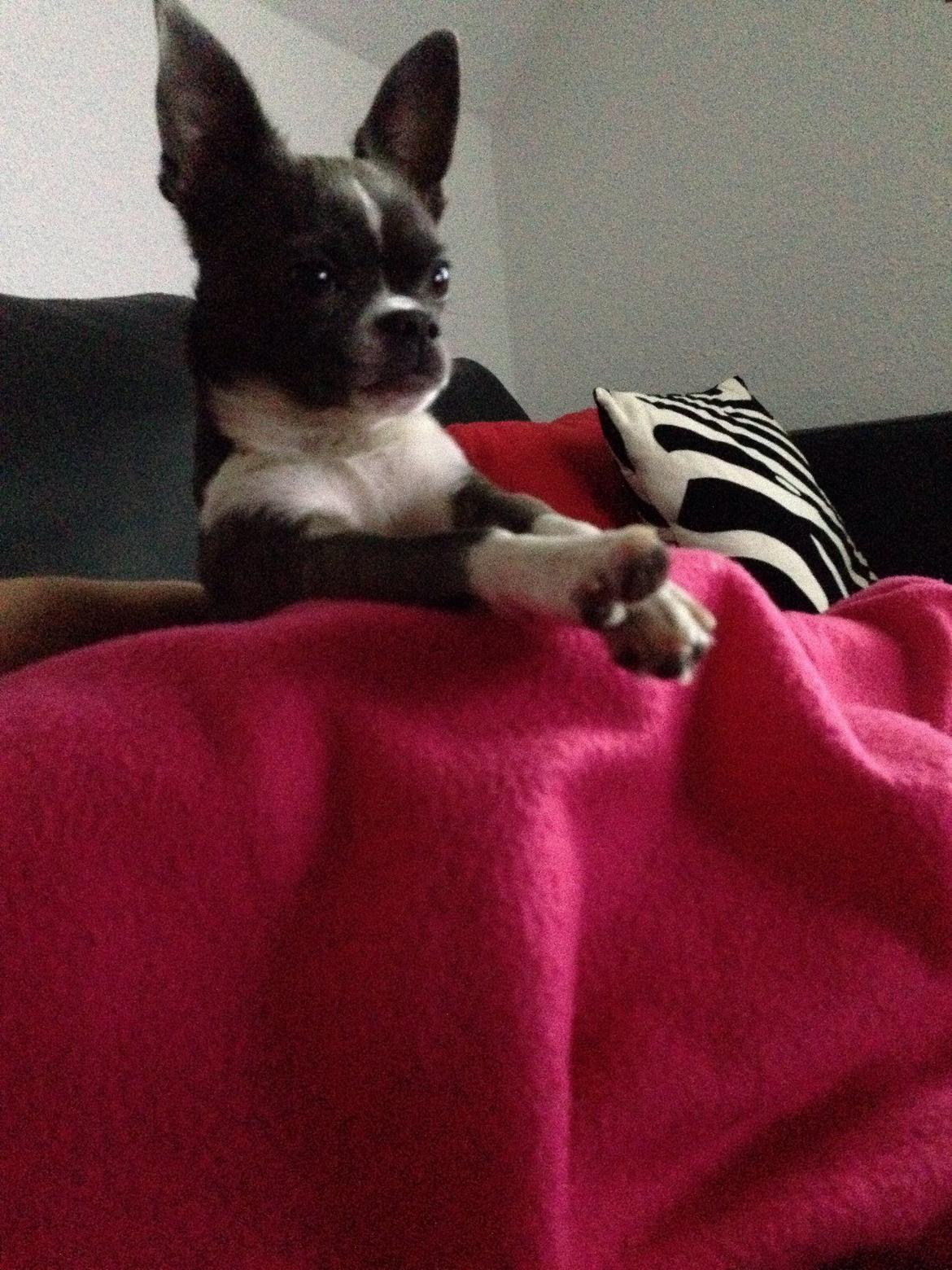 Chihuahua Mischa billede 14