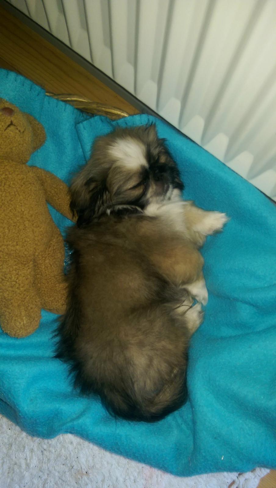 Pekingeser Cody billede 2