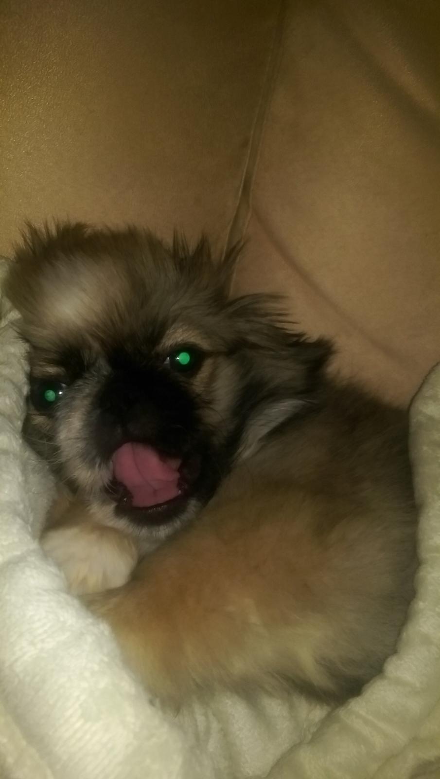 Pekingeser Cody billede 3