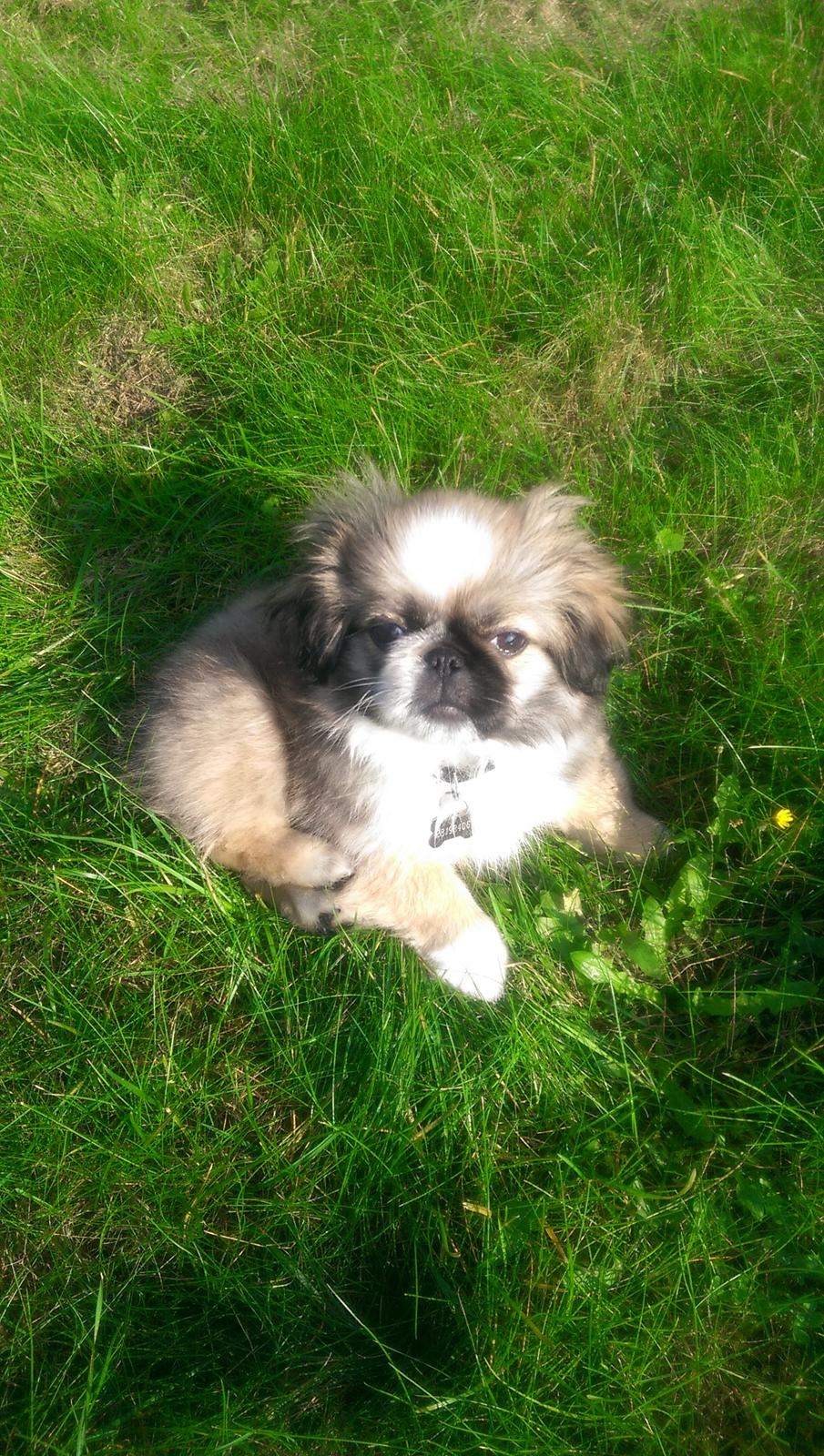 Pekingeser Cody billede 1