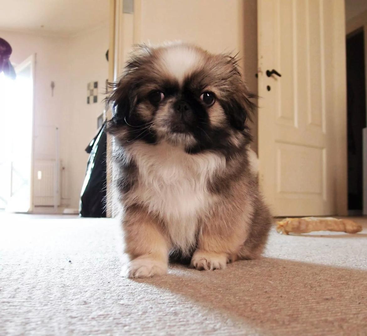 Pekingeser Cody billede 5
