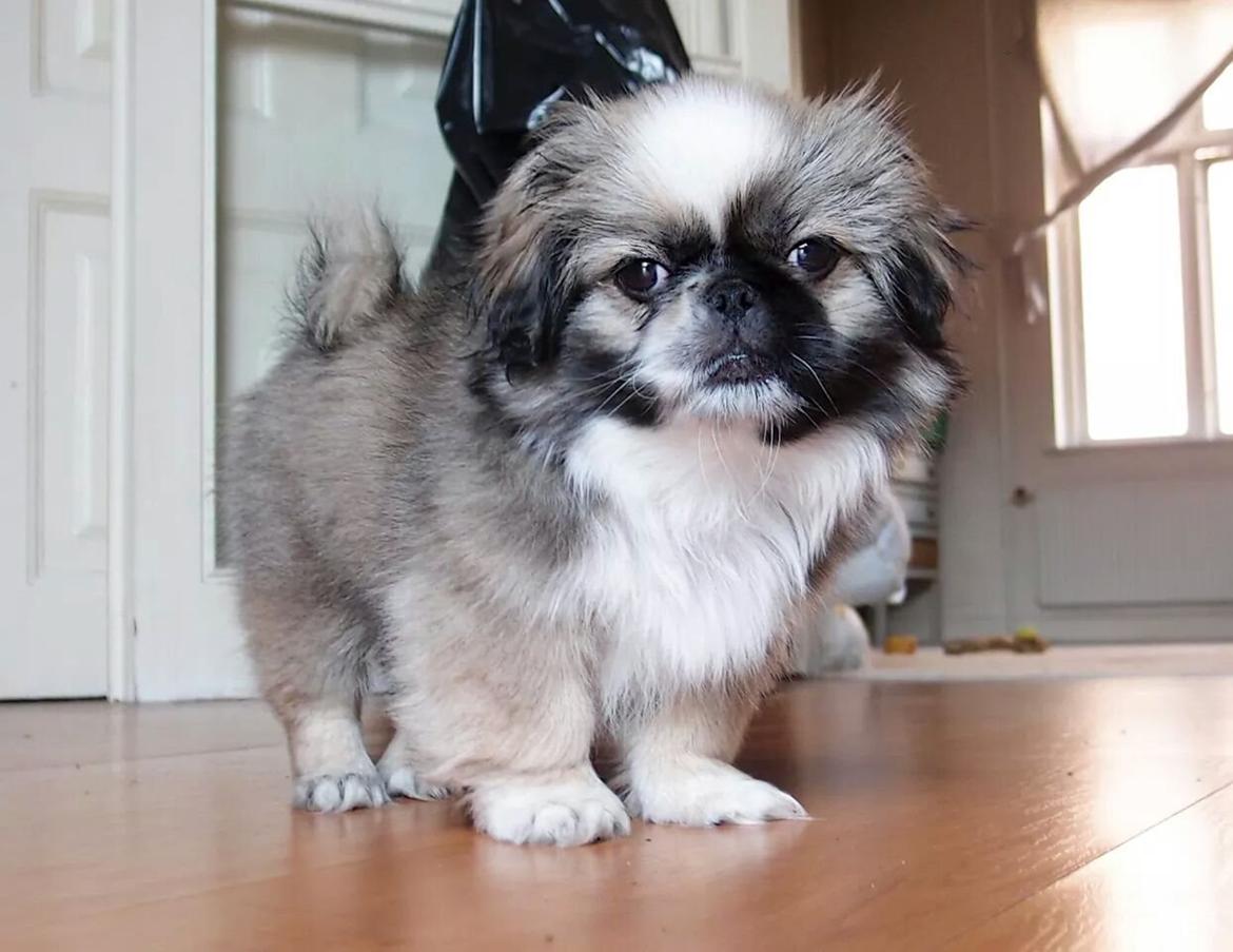 Pekingeser Cody billede 6