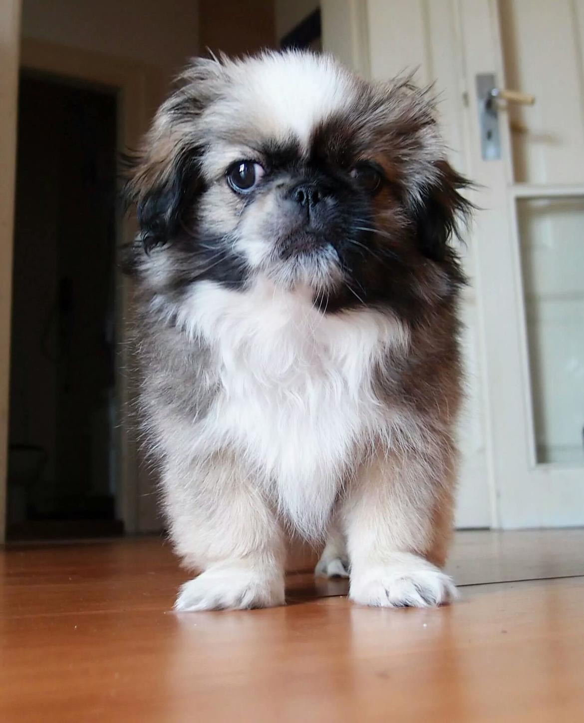 Pekingeser Cody billede 7