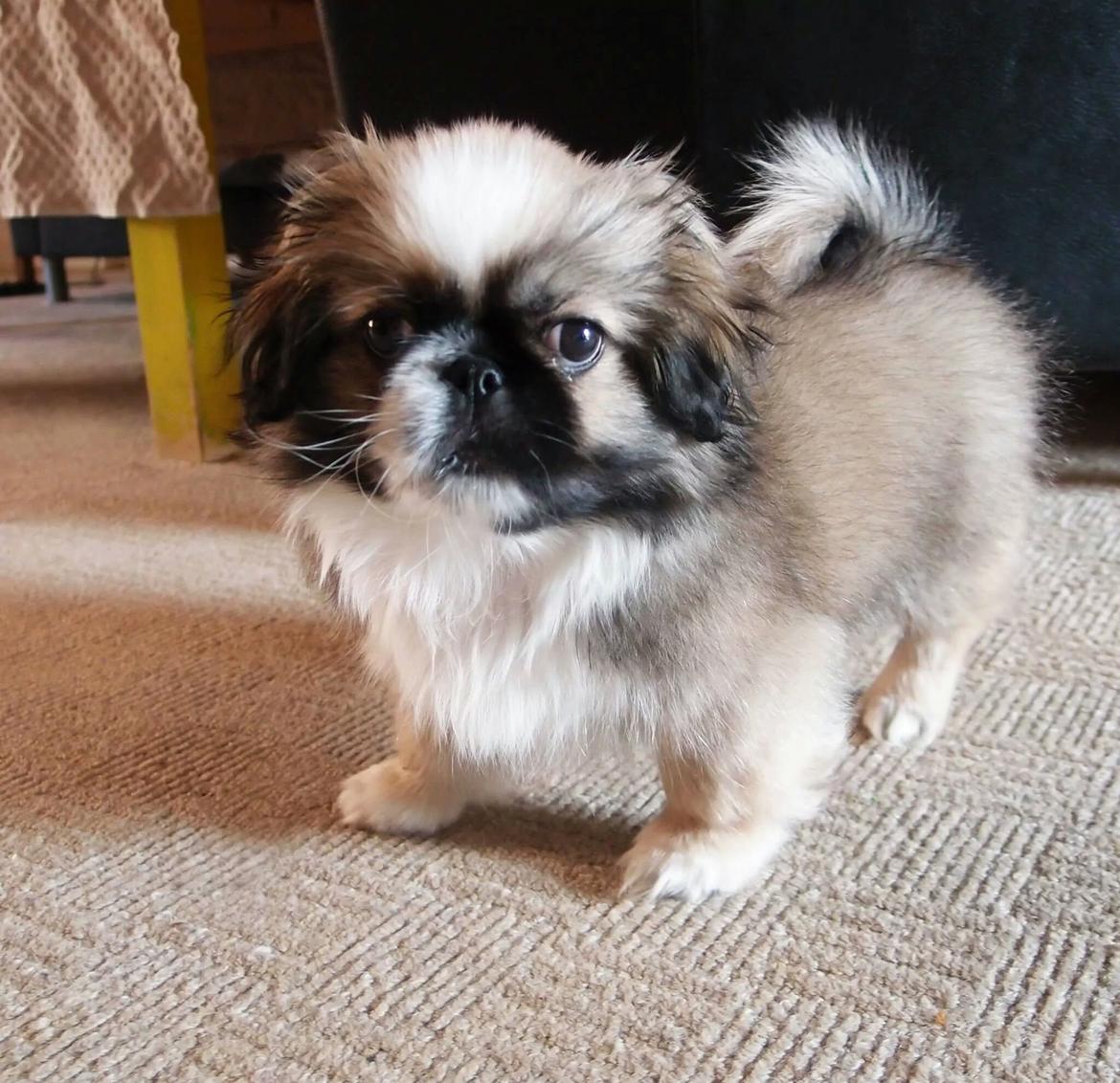 Pekingeser Cody billede 8