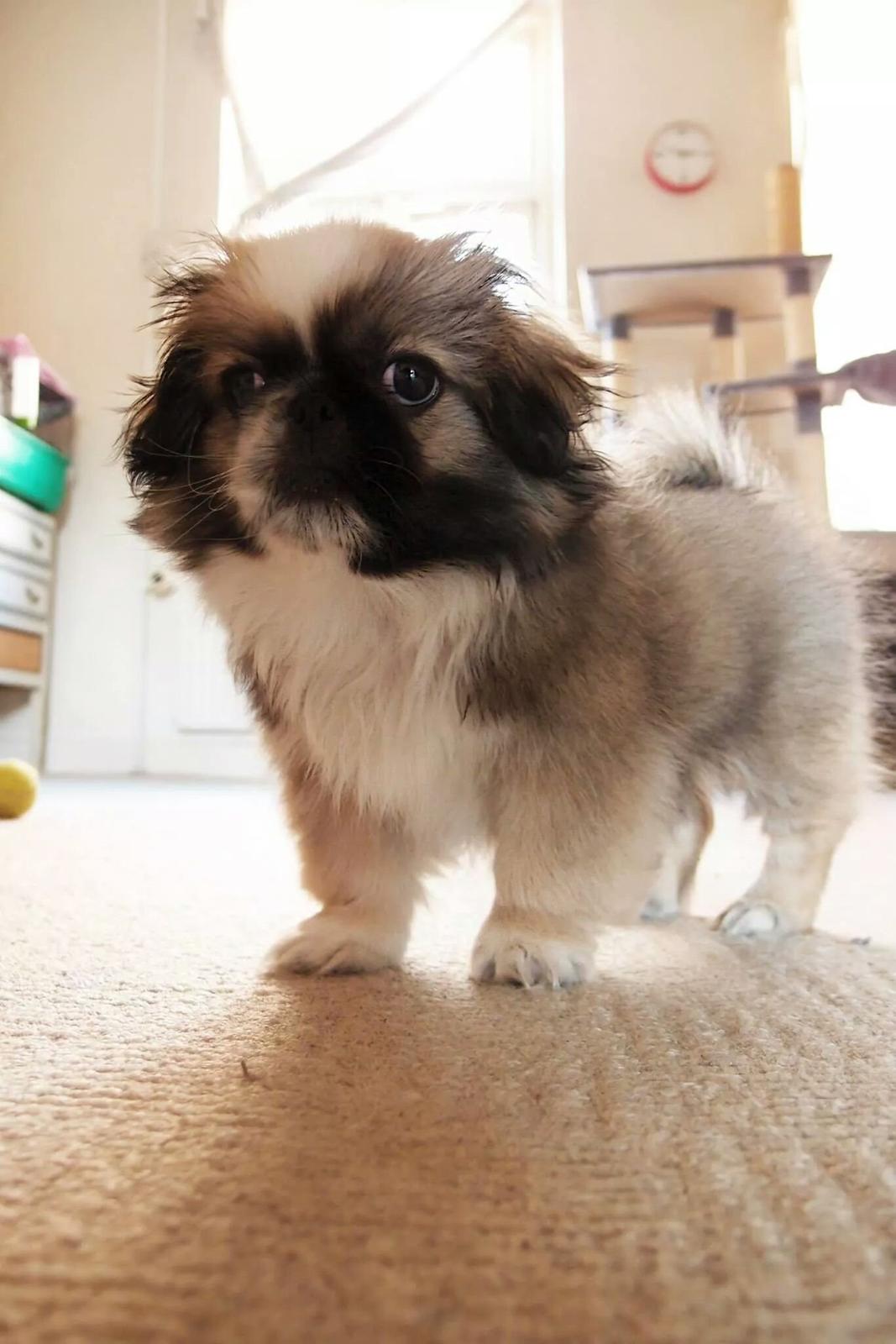 Pekingeser Cody billede 4
