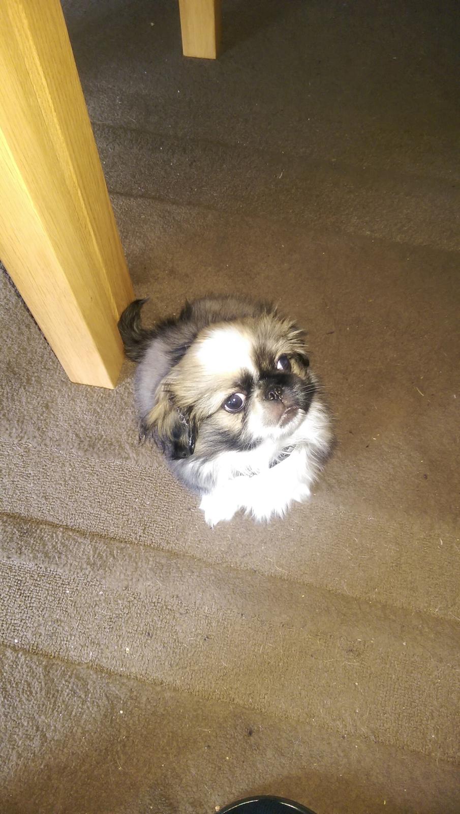 Pekingeser Cody billede 9