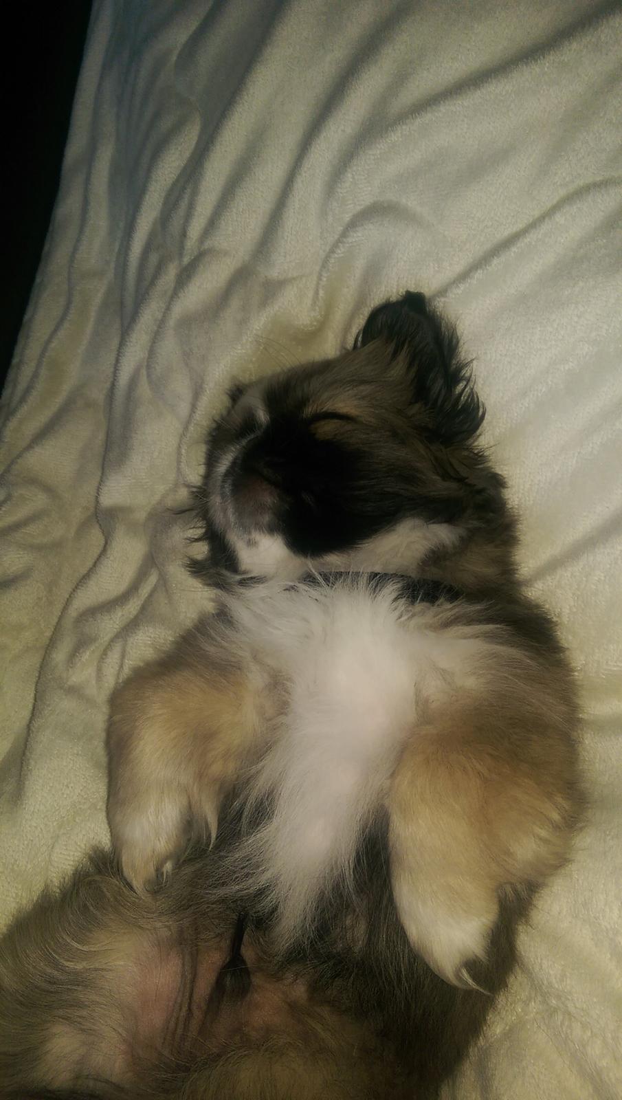 Pekingeser Cody billede 11