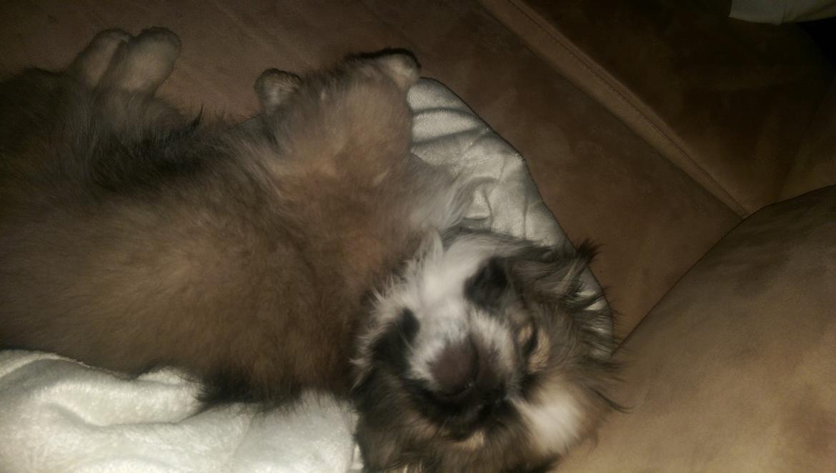 Pekingeser Cody billede 12