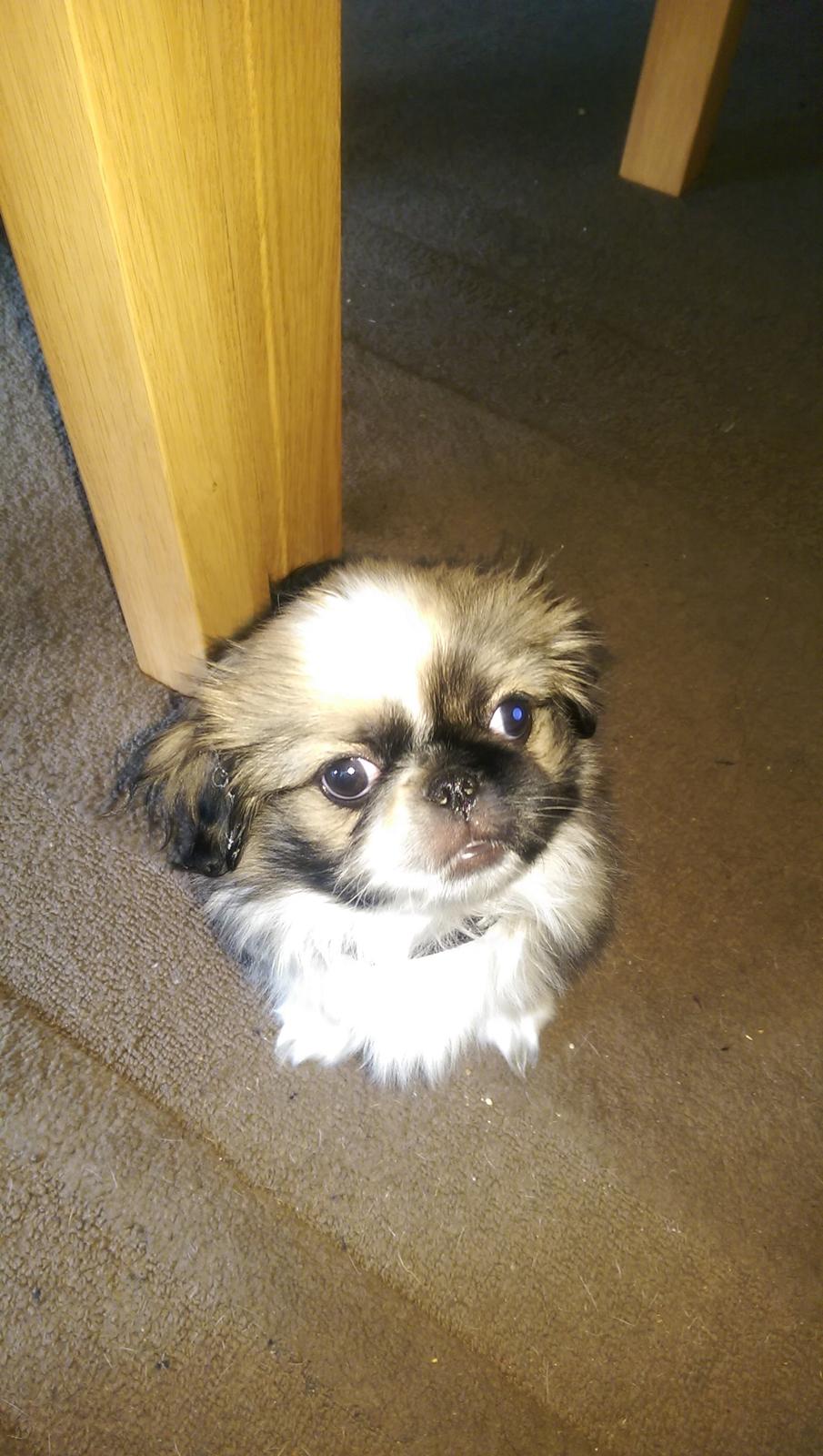 Pekingeser Cody billede 10