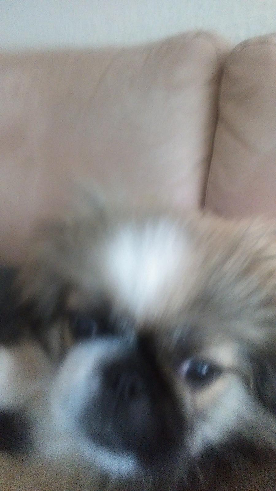 Pekingeser Cody billede 14