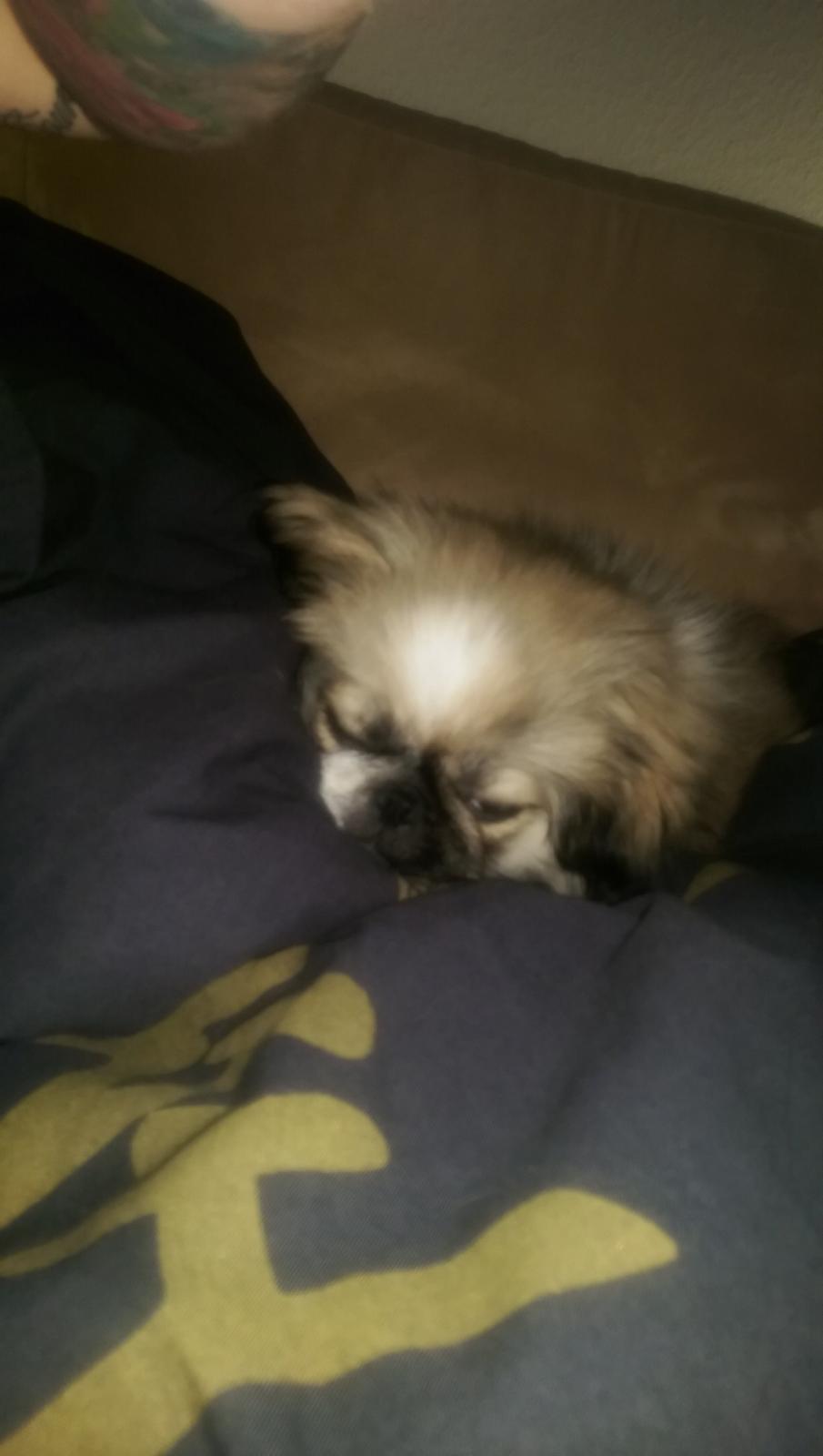 Pekingeser Cody billede 15
