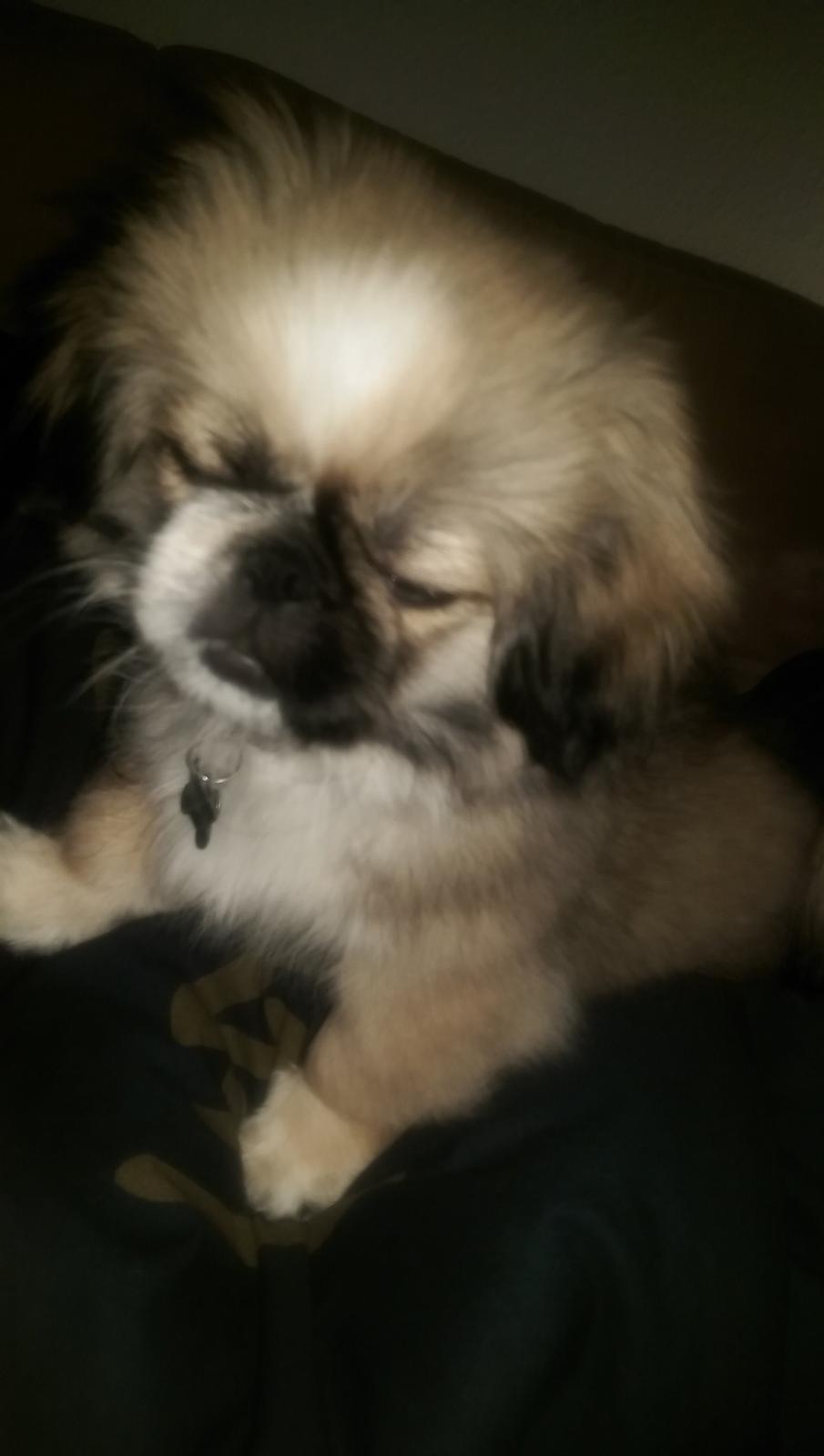 Pekingeser Cody billede 16