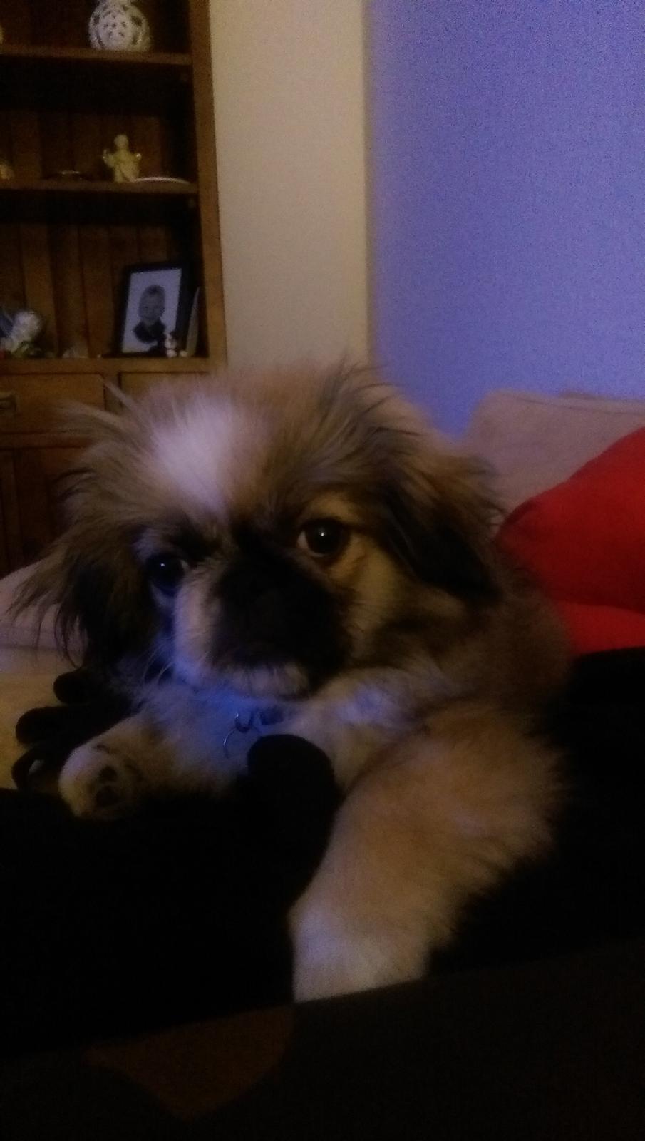 Pekingeser Cody billede 17