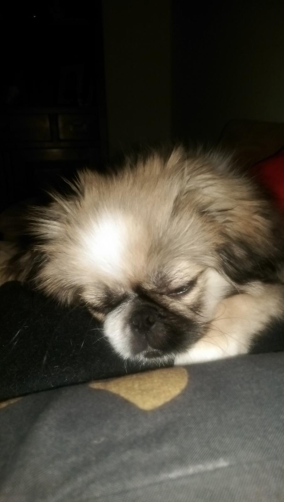 Pekingeser Cody billede 18
