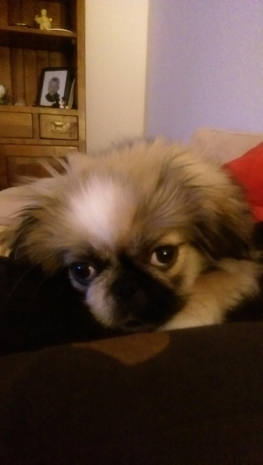 Pekingeser Cody billede 19