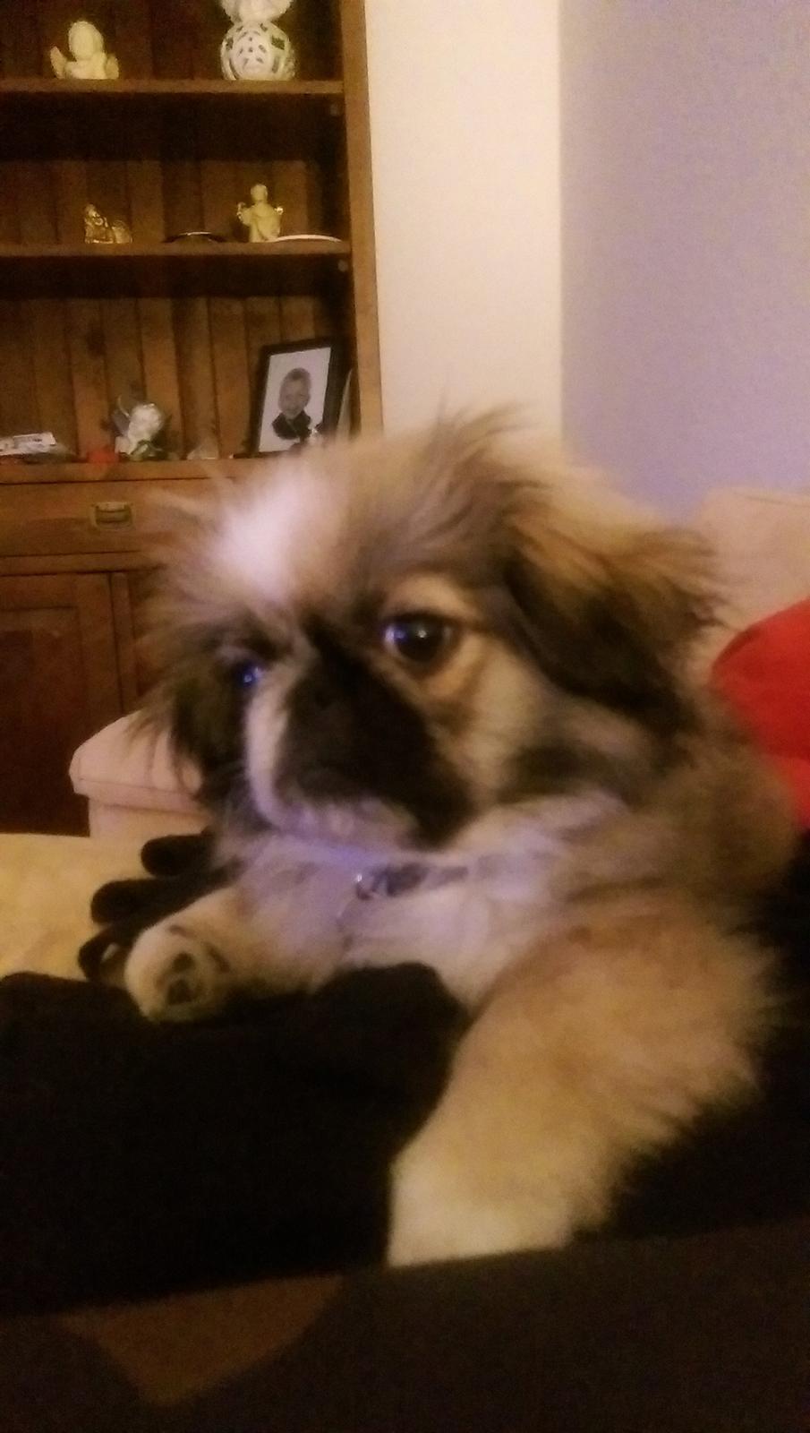 Pekingeser Cody billede 20