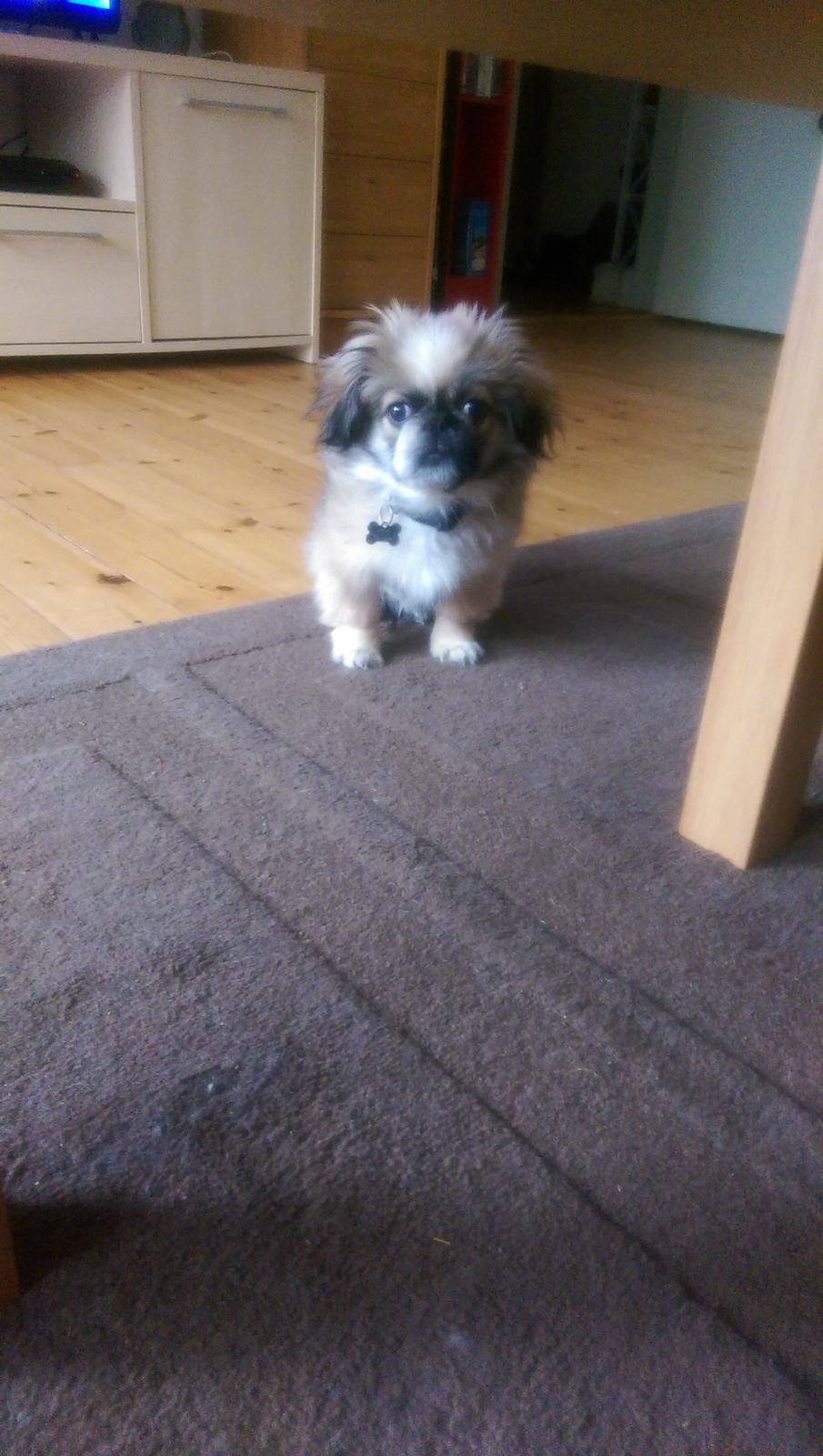 Pekingeser Cody billede 21