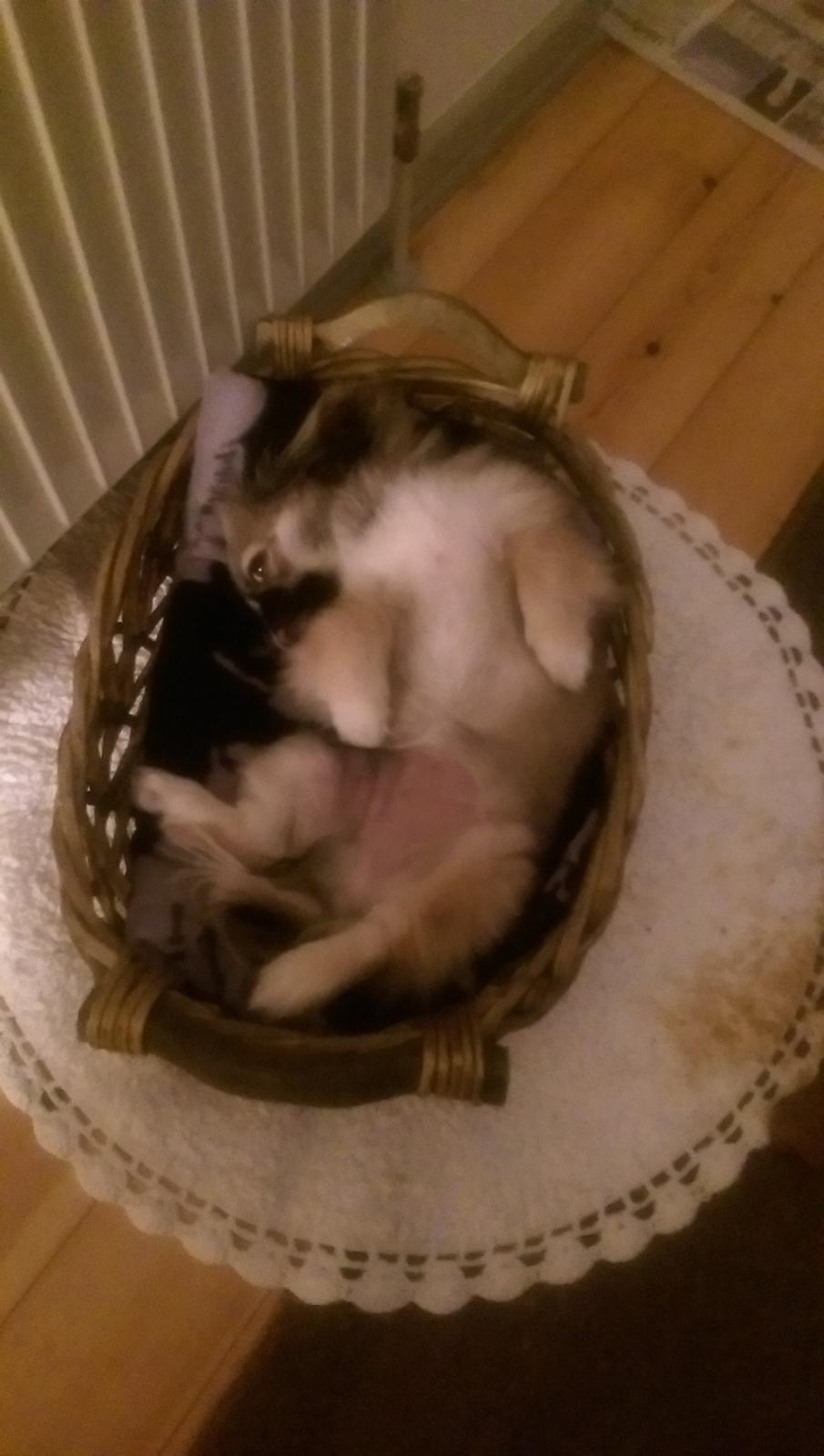 Pekingeser Cody billede 22