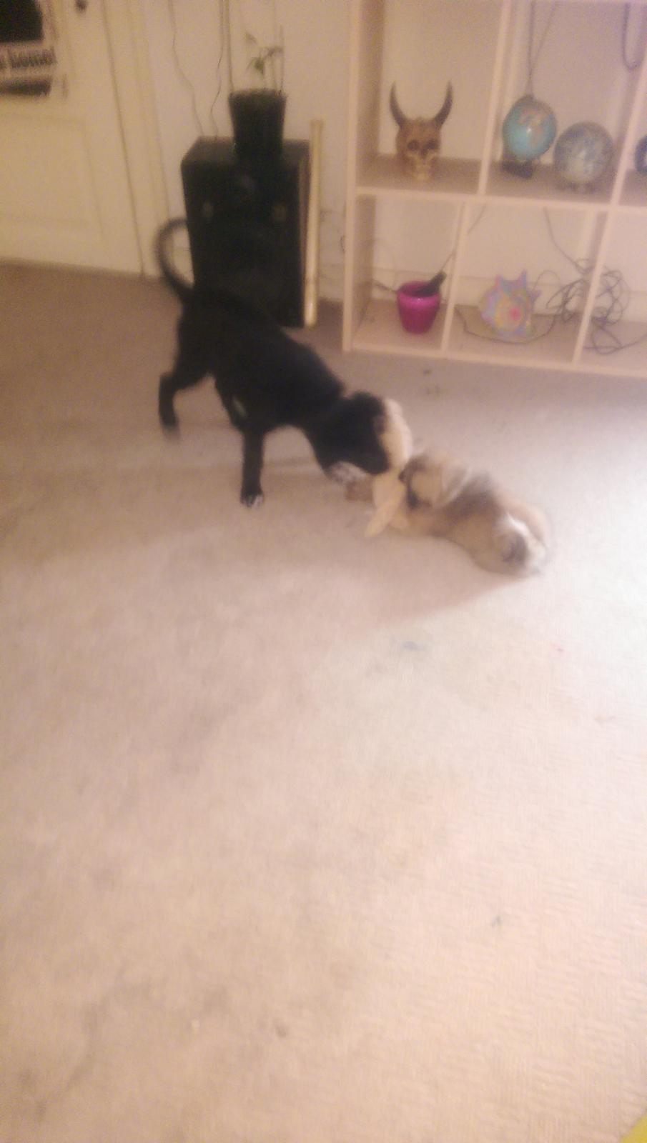 Pekingeser Cody billede 23