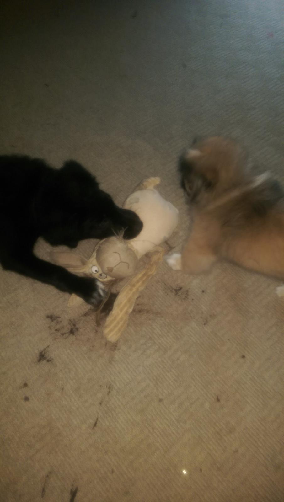 Pekingeser Cody billede 24